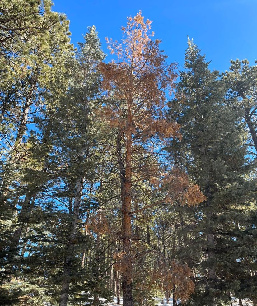 bark beetle treatment