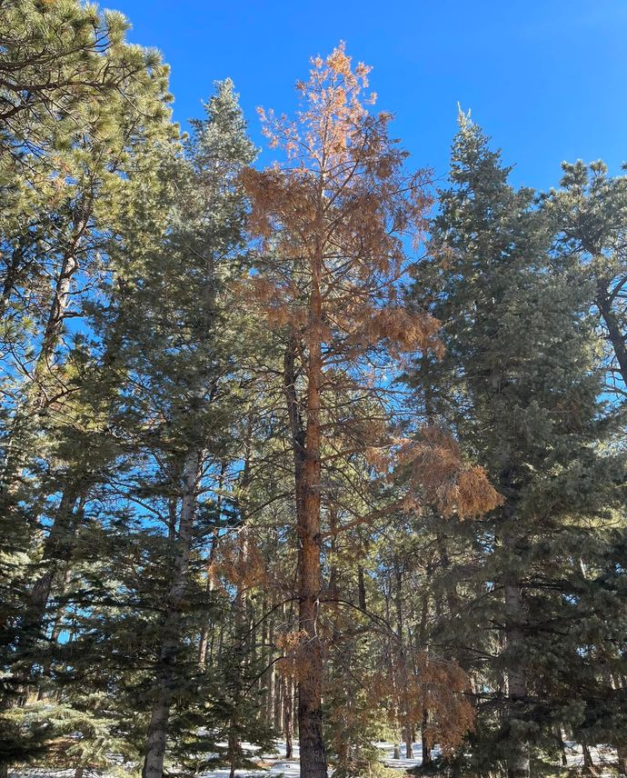 Bark Beetle Prevention