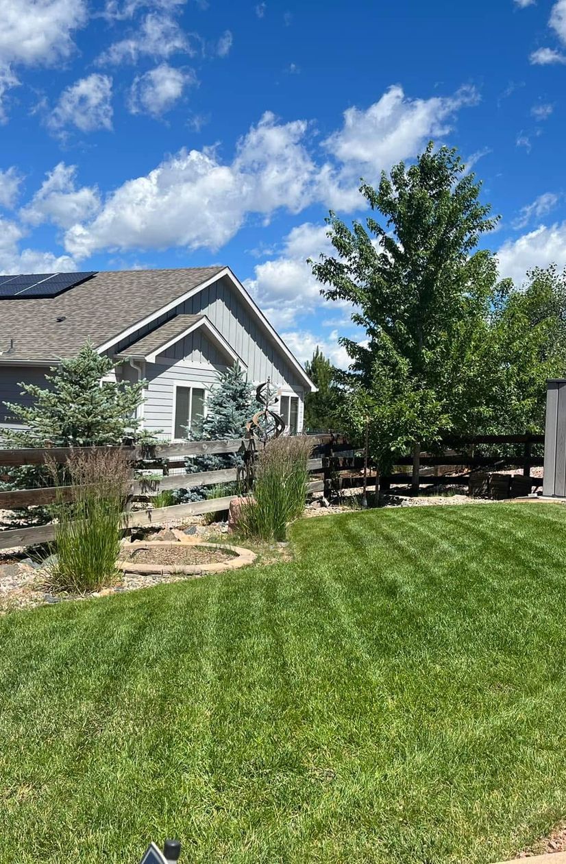 bark beetle treatment